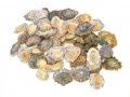Lapas (Limpet) of Portugal 