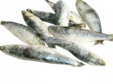 Sardinhas Grada de Peniche Congeladas