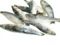 Sardinhas Grada de Peniche Congeladas
